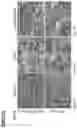 Fig. 12 - Neuromuscular junction