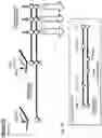 Fig. 20 - Neuromuscular junction