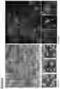 Fig. 22 - Neuromuscular junction
