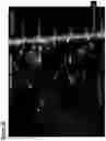 Fig. 27 - Neuromuscular junction
