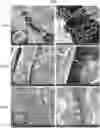 Fig. 01 - In vitro fibrosis model, preparing method therefor, and use thereof