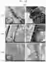Fig. 02 - In vitro fibrosis model, preparing method therefor, and use thereof