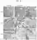Fig. 11 - In vitro fibrosis model, preparing method therefor, and use thereof