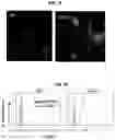 Fig. 04 - Methods for generation of pluripotent and multipotent cells