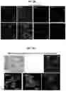 Fig. 05 - Methods for generation of pluripotent and multipotent cells