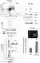 Fig. 06 - Methods for generation of pluripotent and multipotent cells