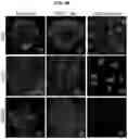 Fig. 08 - Methods for generation of pluripotent and multipotent cells