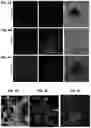 Fig. 09 - Methods for generation of pluripotent and multipotent cells