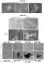 Fig. 15 - Methods for generation of pluripotent and multipotent cells