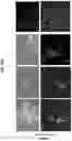 Fig. 17 - Methods for generation of pluripotent and multipotent cells