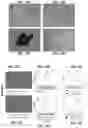 Fig. 19 - Methods for generation of pluripotent and multipotent cells