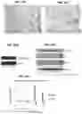 Fig. 20 - Methods for generation of pluripotent and multipotent cells