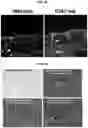 Fig. 32 - Methods for generation of pluripotent and multipotent cells