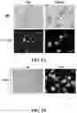 Fig. 02 - Method of preparing mimicking angiogenic co-spheroids and application thereof