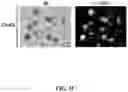 Fig. 03 - Method of preparing mimicking angiogenic co-spheroids and application thereof