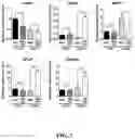 Fig. 04 - Method of preparing mimicking angiogenic co-spheroids and application thereof