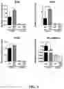 Fig. 06 - Method of preparing mimicking angiogenic co-spheroids and application thereof