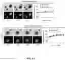 Fig. 08 - Method of preparing mimicking angiogenic co-spheroids and application thereof