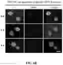 Fig. 09 - Method of preparing mimicking angiogenic co-spheroids and application thereof
