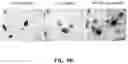 Fig. 13 - Method of preparing mimicking angiogenic co-spheroids and application thereof