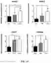 Fig. 19 - Method of preparing mimicking angiogenic co-spheroids and application thereof