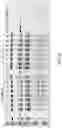 Fig. 07 - Recombinant uricase enzyme