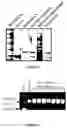 Fig. 10 - Subtilisin variants and uses thereof