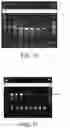 Fig. 07 - Amplifying oligonucleotides and producing libraries of dual guide constructs