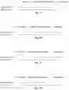 Fig. 03 - Compositions of asymmetric interfering RNA and uses thereof