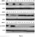Fig. 05 - Compositions of asymmetric interfering RNA and uses thereof