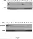 Fig. 06 - Compositions of asymmetric interfering RNA and uses thereof