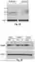 Fig. 09 - Compositions of asymmetric interfering RNA and uses thereof