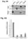 Fig. 11 - Compositions of asymmetric interfering RNA and uses thereof