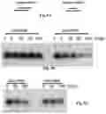Fig. 12 - Compositions of asymmetric interfering RNA and uses thereof