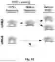 Fig. 13 - Compositions of asymmetric interfering RNA and uses thereof