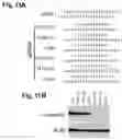 Fig. 14 - Compositions of asymmetric interfering RNA and uses thereof