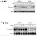 Fig. 15 - Compositions of asymmetric interfering RNA and uses thereof