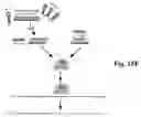 Fig. 22 - Compositions of asymmetric interfering RNA and uses thereof