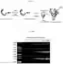Fig. 02 - Therapeutic agent for treating cancer comprising anti-miRNA-albumin composite