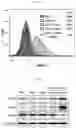 Fig. 07 - Therapeutic agent for treating cancer comprising anti-miRNA-albumin composite