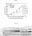 Fig. 13 - Therapeutic agent for treating cancer comprising anti-miRNA-albumin composite