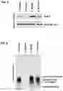 Fig. 06 - COMPOSITION AND METHOD OF USING MIR-302 PRECURSORS AS DRUGS FOR TREATING ALZHEIMER'S DISEASES