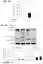 Fig. 17 - COMPOSITION AND METHOD OF USING MIR-302 PRECURSORS AS DRUGS FOR TREATING ALZHEIMER'S DISEASES