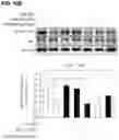 Fig. 19 - COMPOSITION AND METHOD OF USING MIR-302 PRECURSORS AS DRUGS FOR TREATING ALZHEIMER'S DISEASES