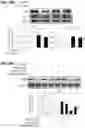 Fig. 23 - COMPOSITION AND METHOD OF USING MIR-302 PRECURSORS AS DRUGS FOR TREATING ALZHEIMER'S DISEASES