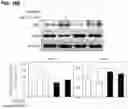 Fig. 25 - COMPOSITION AND METHOD OF USING MIR-302 PRECURSORS AS DRUGS FOR TREATING ALZHEIMER'S DISEASES