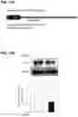Fig. 26 - COMPOSITION AND METHOD OF USING MIR-302 PRECURSORS AS DRUGS FOR TREATING ALZHEIMER'S DISEASES