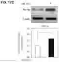 Fig. 27 - COMPOSITION AND METHOD OF USING MIR-302 PRECURSORS AS DRUGS FOR TREATING ALZHEIMER'S DISEASES