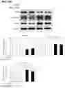Fig. 28 - COMPOSITION AND METHOD OF USING MIR-302 PRECURSORS AS DRUGS FOR TREATING ALZHEIMER'S DISEASES
