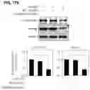 Fig. 29 - COMPOSITION AND METHOD OF USING MIR-302 PRECURSORS AS DRUGS FOR TREATING ALZHEIMER'S DISEASES